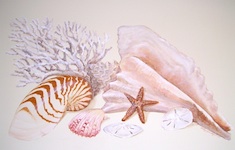 seashells